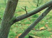 벌나무(산청목)