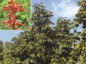 마로니에(칠엽수)