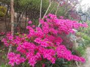 영산홍(쓰리)