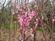 옥매화(풀또기)