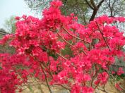 영산홍(대왕철쭉)