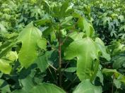 가시없는 엄나무