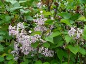 수수꽃다리(라일락)