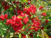 명자나무(흑광)