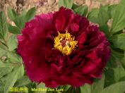 목단(목윤절윤)