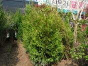 서양측백(미측백)