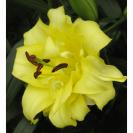 백합(엑조틱썬)