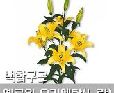 백합(옐로윈)