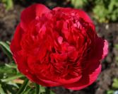 작약(커맨드 퍼포먼스)