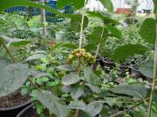 블랙초크베리(아로니아)