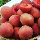 플럼코트(티파니)